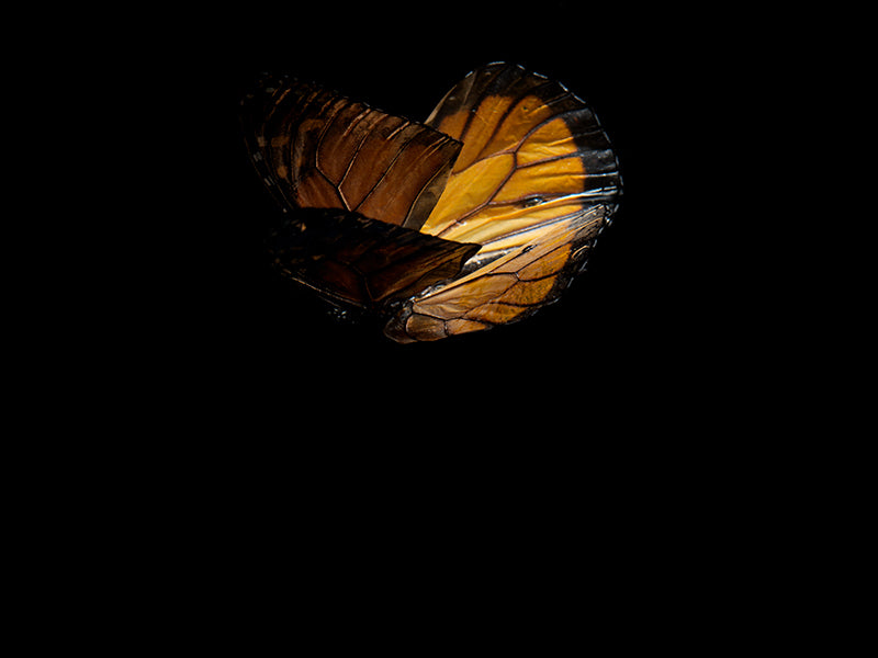 Mystical Metamorphosis: Life and Mortality in Submerged Art
