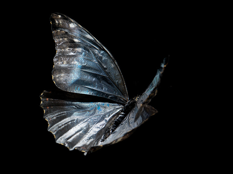 Transient Beauty: Butterfly Breeding in Visual Reflections