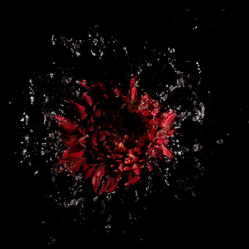 using flower specimens breaking the surface tension of watrer at the precise moment of capture