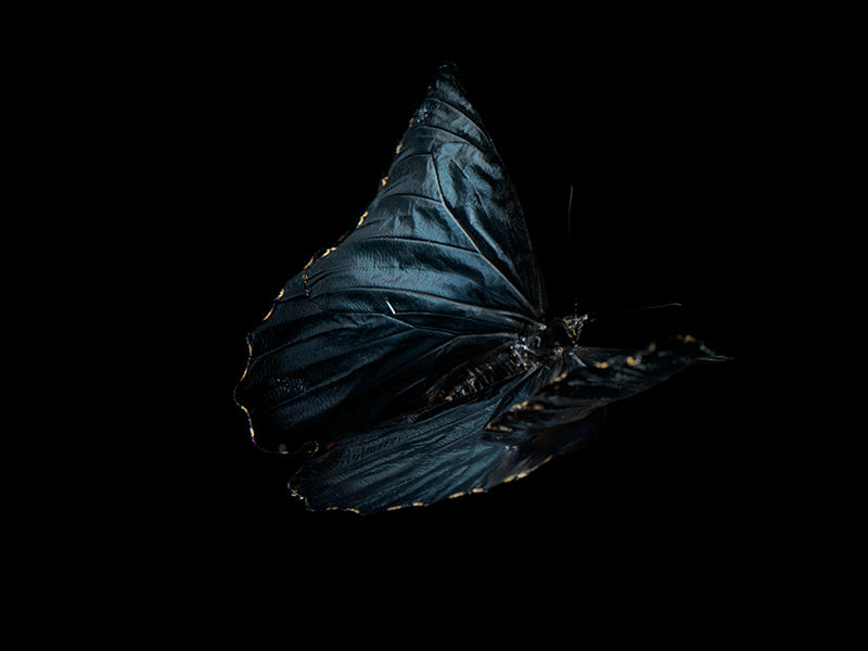 Waterborne Wings: Underwater Photography of Ethereal Beauty