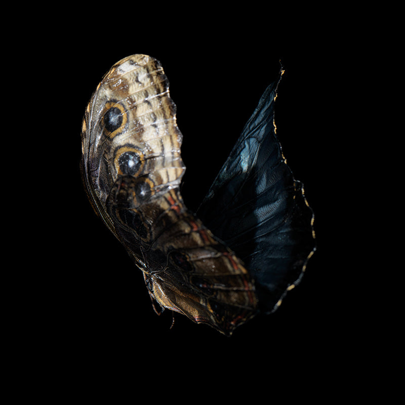 Beneath the Surface: Underwater Photography of Visual Harmony