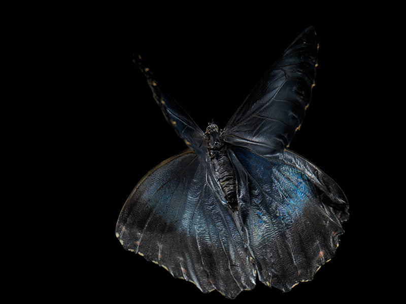 Submerged Serenade: Underwater Photography of Ethereal Beauty