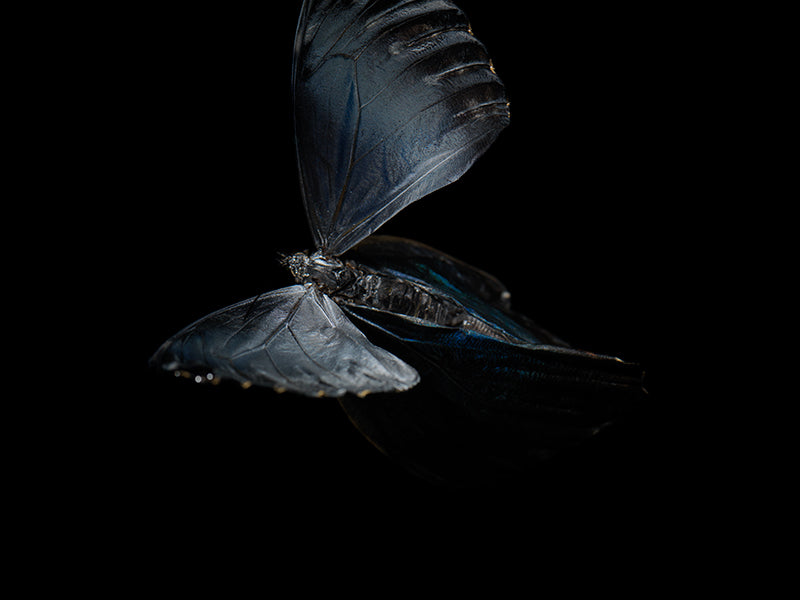 Waterborne Wings: Underwater Photography of Ethereal Beauty