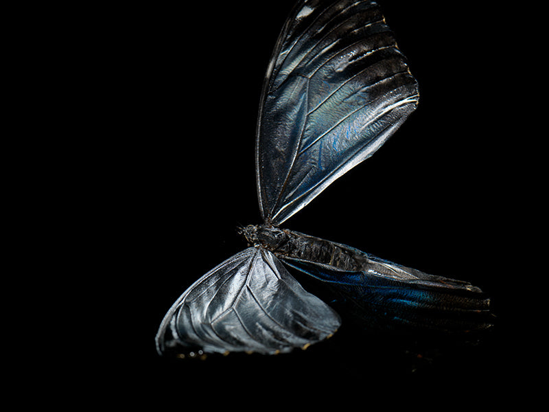 Mortal Mosaic: Butterfly Breeding in Liquid Time