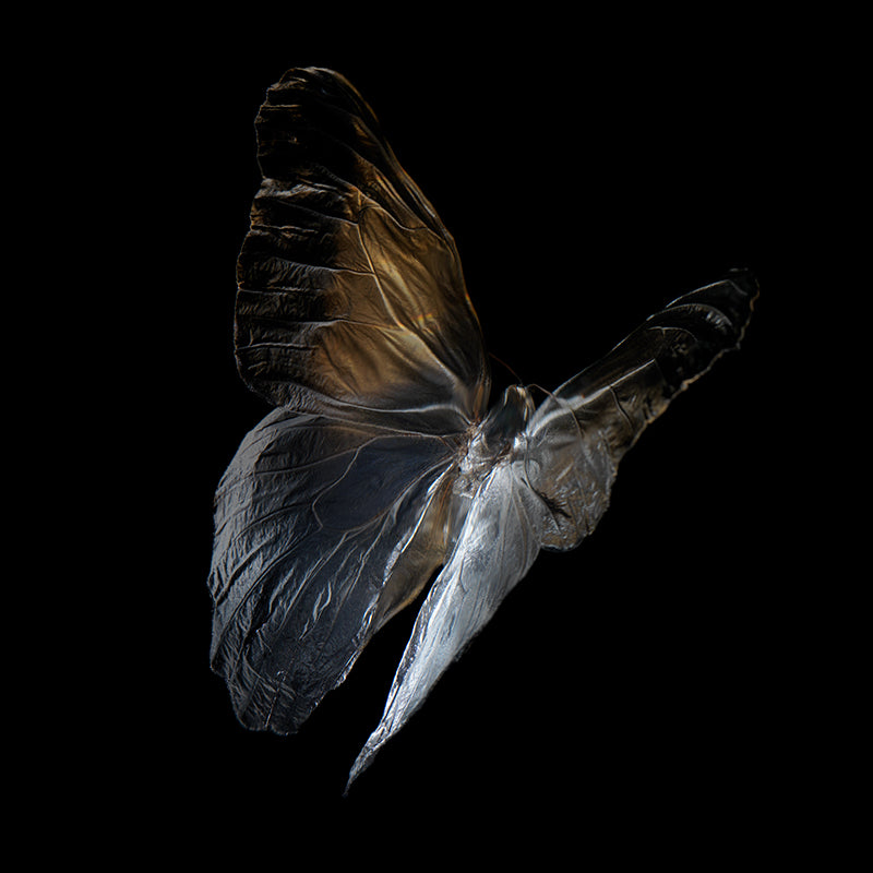 Vanishing Beauty: Butterfly Breeding in Visual Harmony