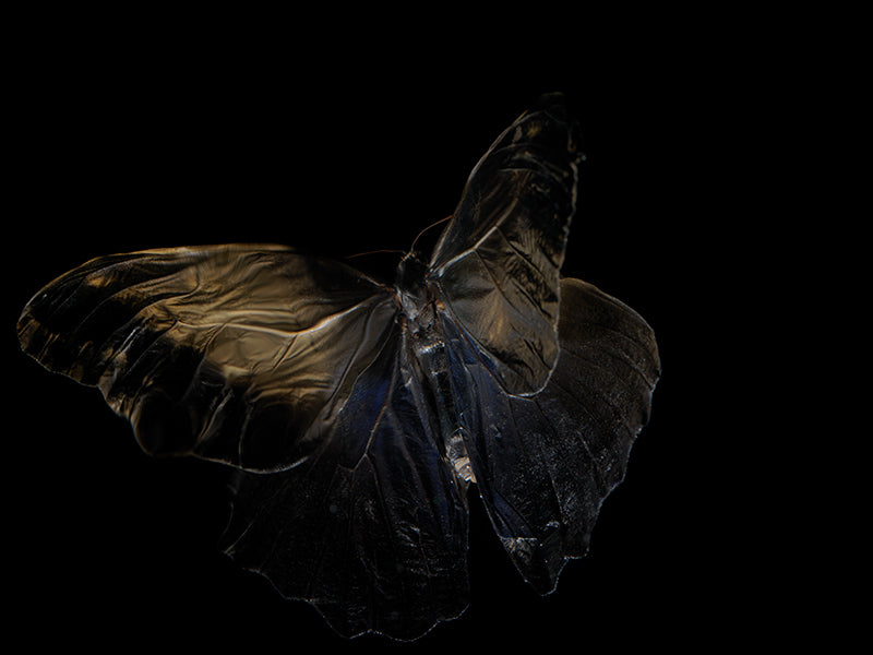 Submerged Symphony: Underwater Photography of Life's Transience
