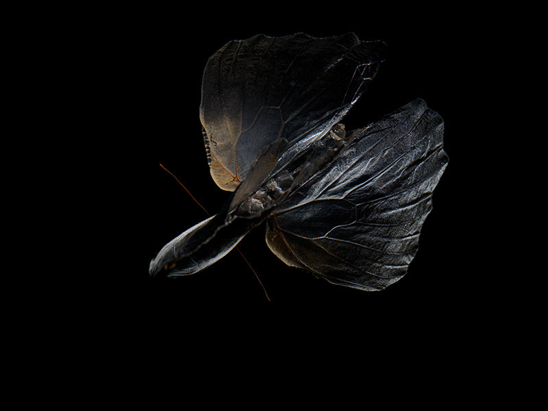 Ephemeral Elegance: Life and Mortality in Aqua Art