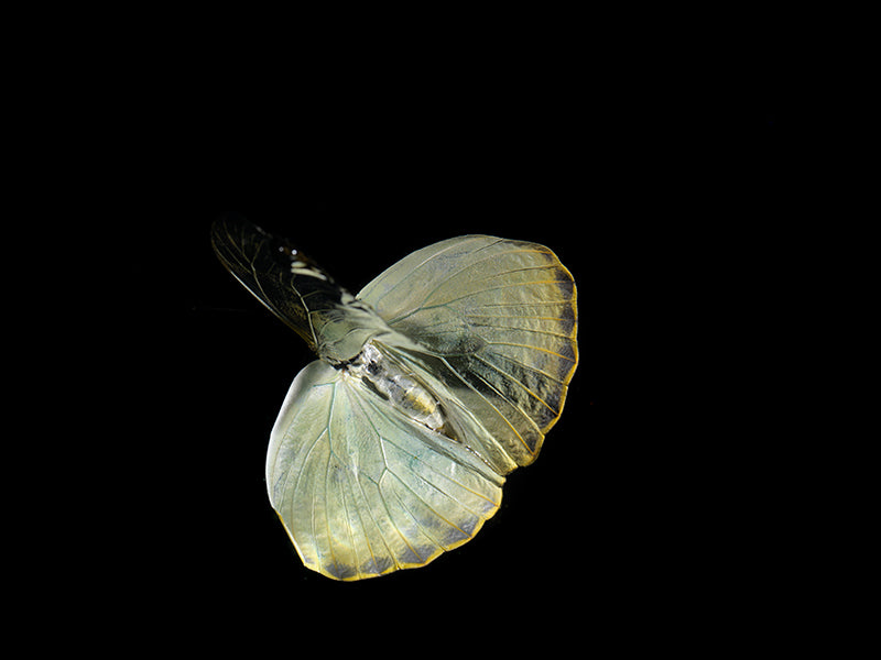 Dance of the Deep: Underwater Portraits of rare butterflies