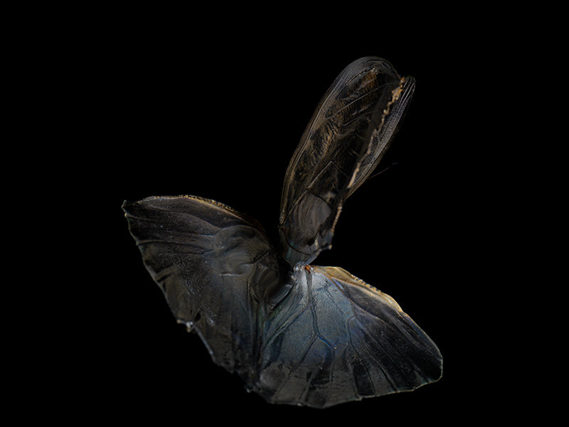 Ephemeral Elegance: Morphe Didius & Amathonte Below the Water's Surface