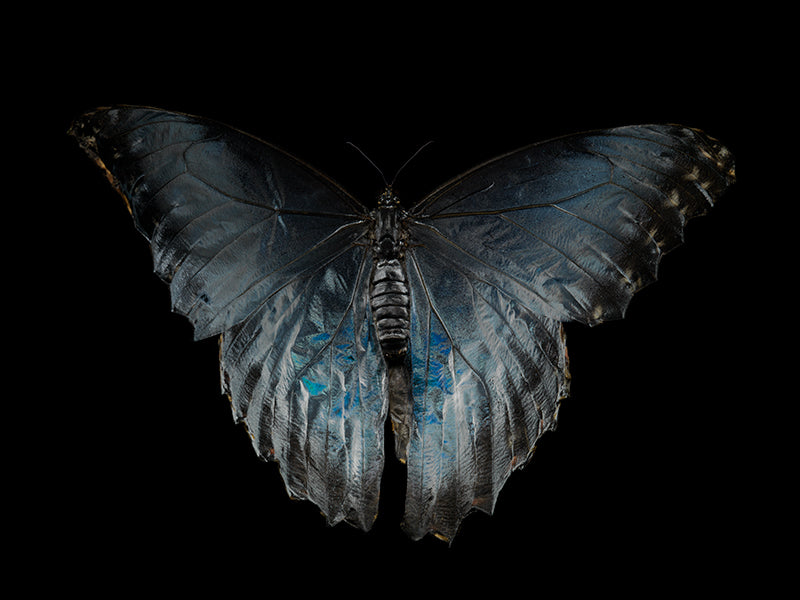Breath of Tranquility Butterfly Breeding in Water Photography