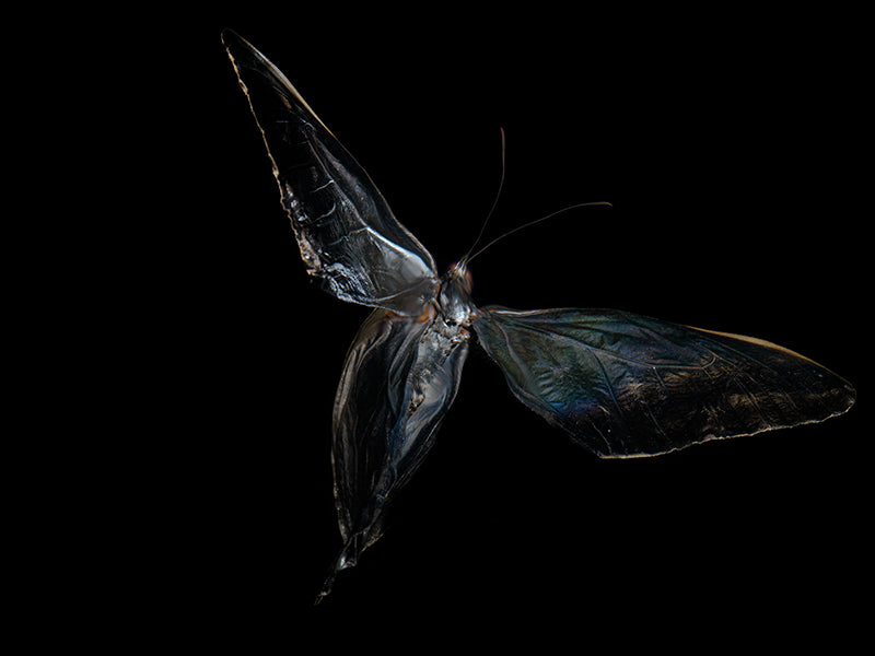 Ballet of the Deep: Underwater Symphony with Morphe Didius & Amathonte Butterflies