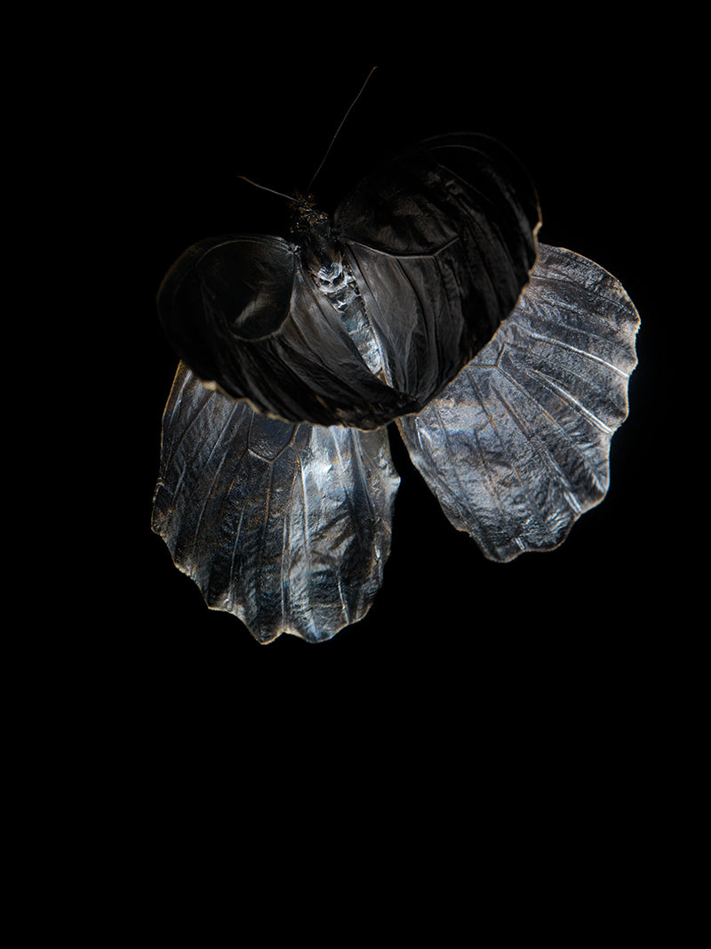 Butterfly Lullaby: Underwater Odes to Life's Tragic Beauty