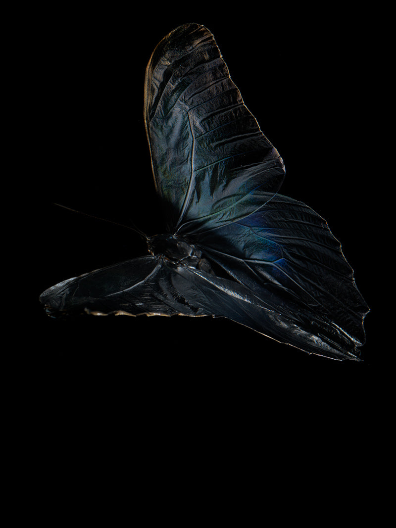 Whispers of Transience: Butterfly Reflections in the Deep Blue Water