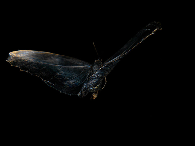 Butterfly Ballet in Blue: Underwater Elegance with Morphe Didius & Amathonto