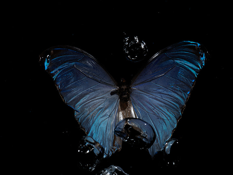 Butterfly Waltz: Underwater Ballet of Morpho Didius & Menelaus