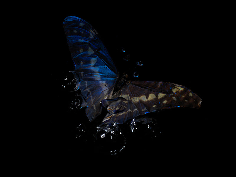 Wings in Water: Morpho Didius & Menelaus Butterfly Ballet Below the Surface