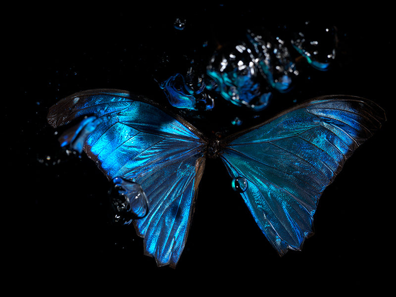 Underwater Odes to Life's Tragic Beauty
