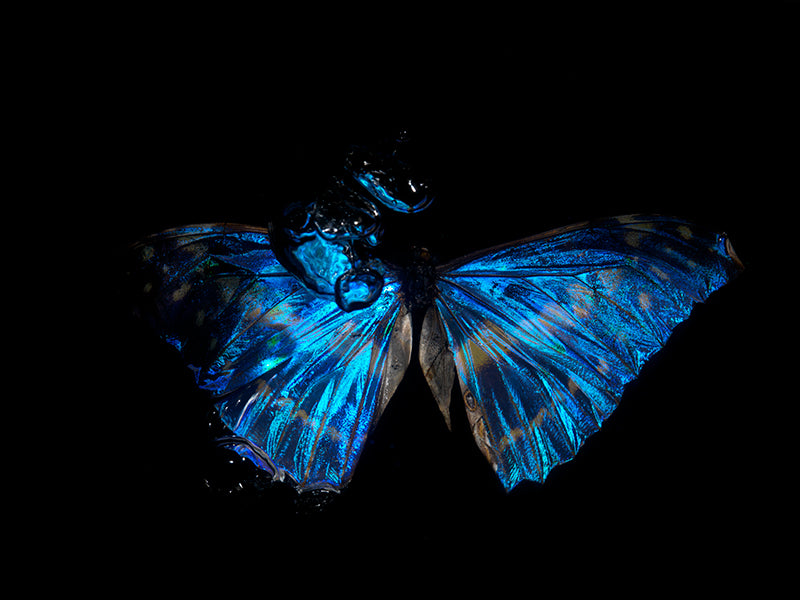 Fluid Reverence: Underwater Portraits of Morpho Didius & Helena Butterflies"