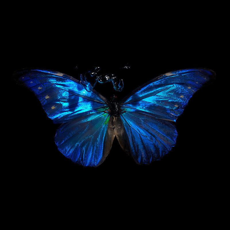 Submerged Symmetry: Morpho Didius & Helena Butterfly Elegance