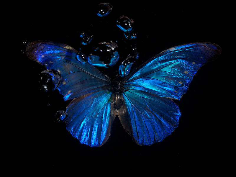 Azure Blue Ballet: Underwater Reflections on the Tragedy of Life with Butterflies