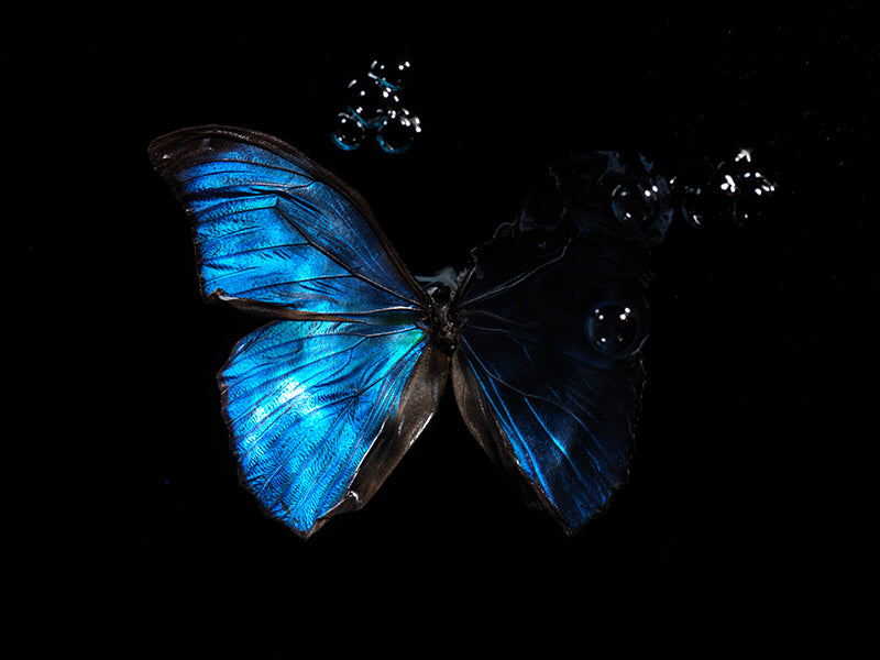 Ephemeral Dance: Submerged Portraits of Butterflies in water