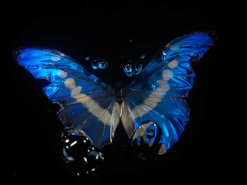 dance below the waterline in blue underwater art