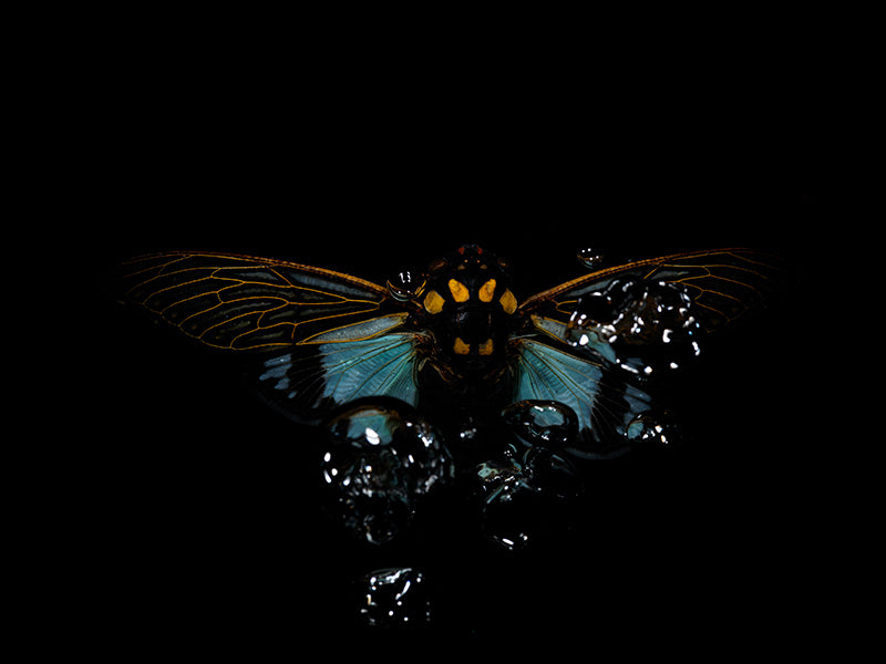 Underwater poetry: Beetle Ballet in Aquatic Echoes