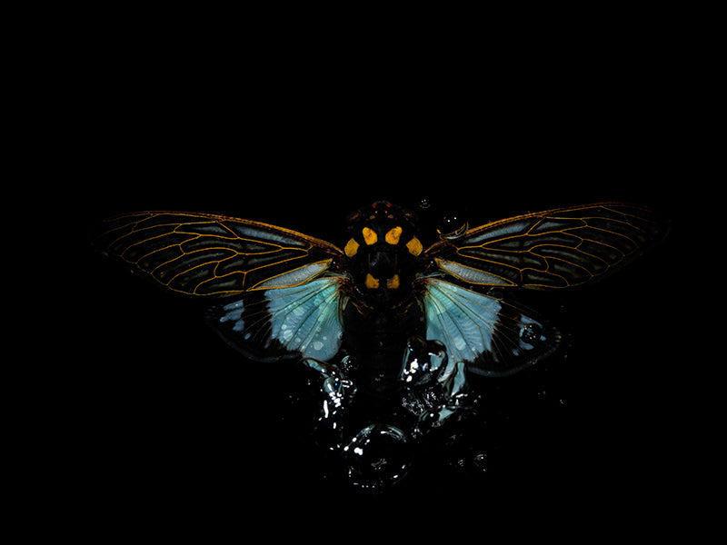 Beneath the Surface: Beetle Beauty in Liquid Water Stillness