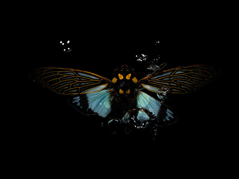 Elemental Elegance: Ethical Underwater Beetle Saga