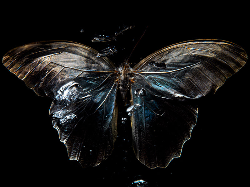 Underwater Ballet: Ethereal Butterfly Photography Collection