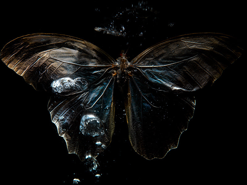 Morpho Ballet: An Artistic Exploration of Life's Transience