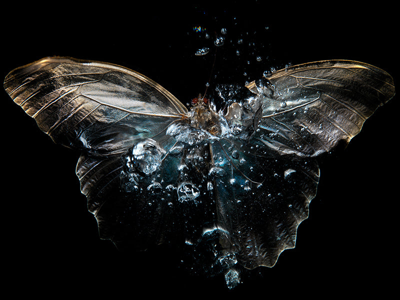 Watercolor Wonders: Butterfly Symphony Below the Waves