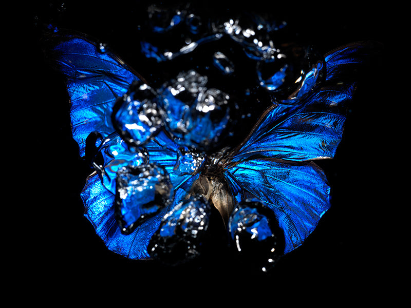 Choreography of Life: Underwater Butterfly Ballet