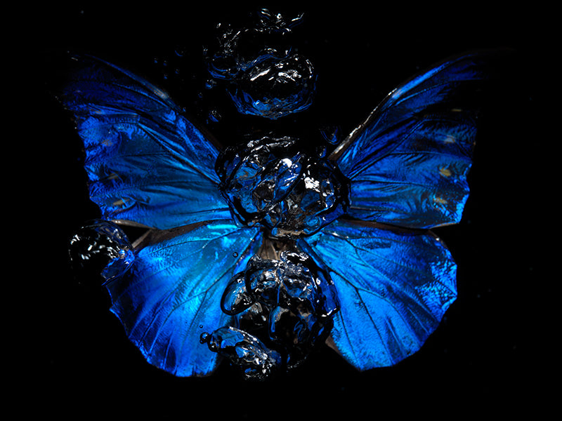 Submerged Serenity: Butterfly Ballet Below the Surface