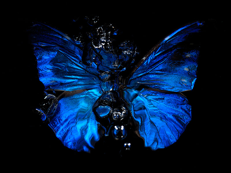 Breath of the Butterfly: A Liquid Vanitas