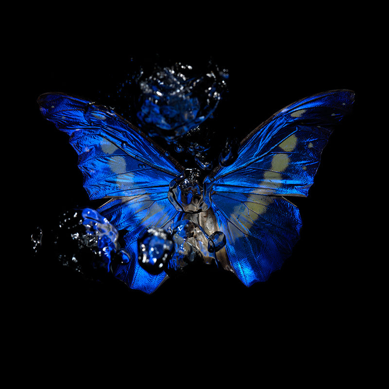 Morpho Monologue: Reflections on Life Below the Surface