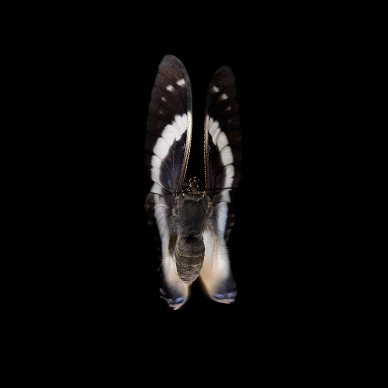 Vanishing Flight: Underwater Photography of Butterfly Breeding