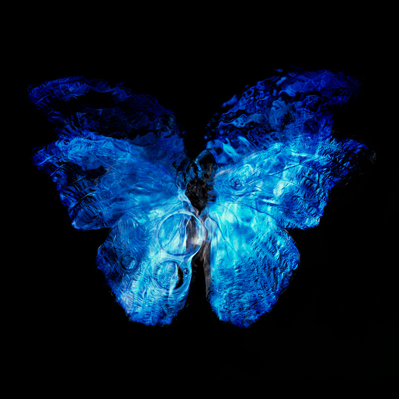 Rare Blue Winged Butterfly: Contemporary Vanitas Photography in Black Underwater Scene