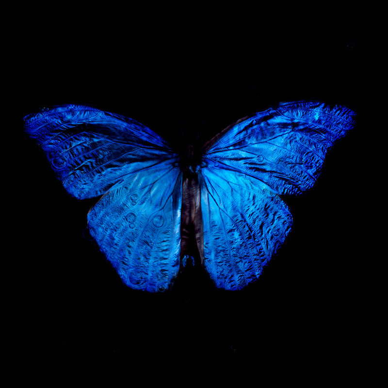Contemporary Dance of Life: Vanitas Art with Blue Winged Butterfly
