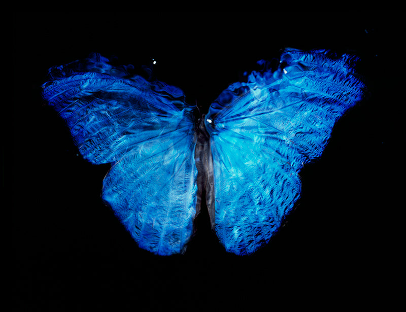 Underwater Dance of Life: Vanitas Art with Blue Winged Butterfly