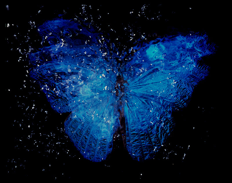 Vanitas Aesthetics: Baroque Film Photography of Rare Blue Winged Butterfly