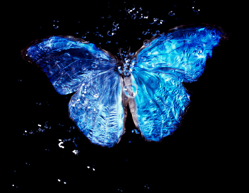 Modern Vanitas Art: Rare Blue Wings Underwater Photography