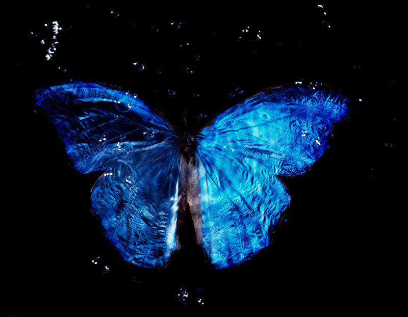 Underwater Vanitas Photography Elegance of Critically Endangered Butterfly