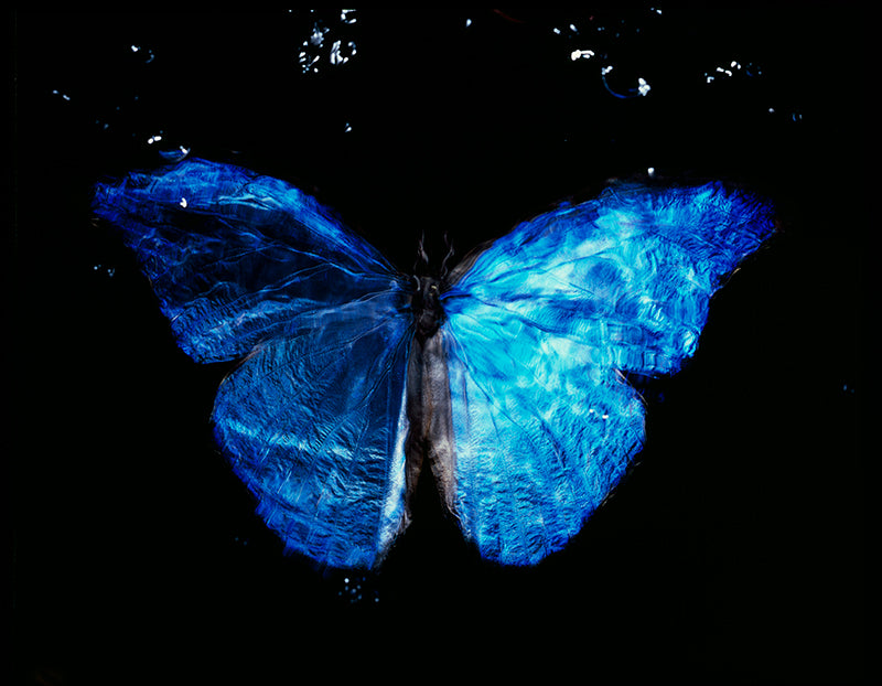 Black Abyss Beauty: Rare Blue Winged Butterfly Vanitas Art