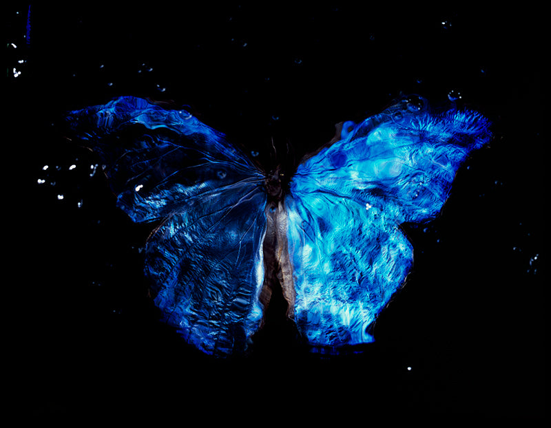Artful Water Medium: Vanitas Photography with Critically Endangered Butterfly