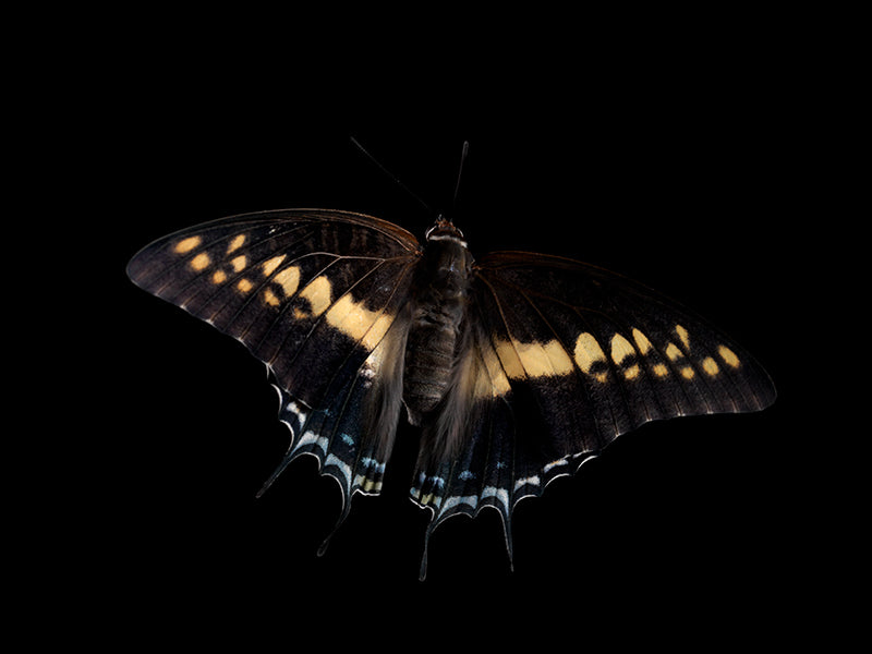 Vanishing Wingspan: Butterfly Breeding in Liquid Time