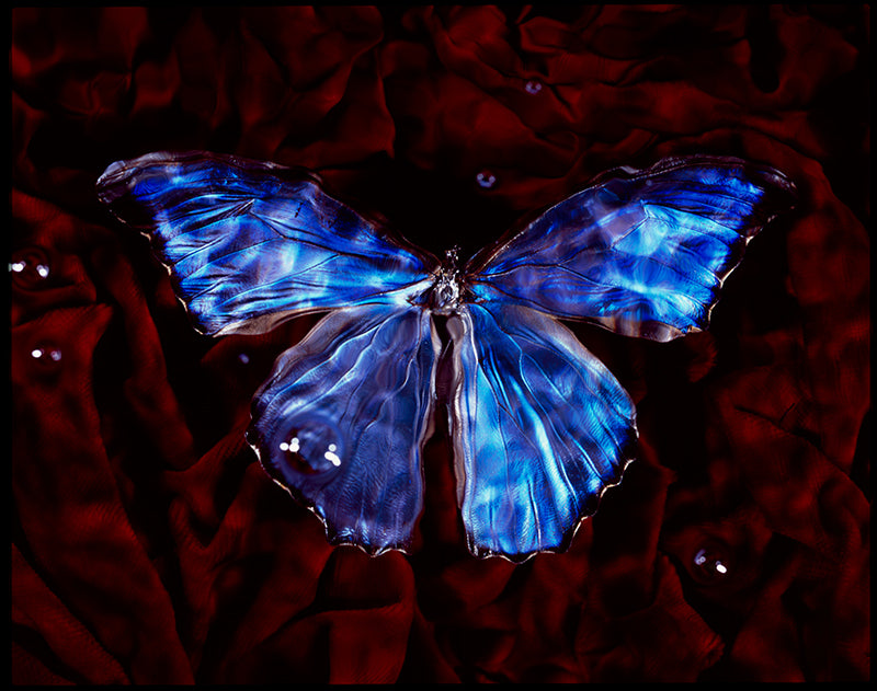 Rare Butterfly in Flight Vanitas Art in Blue Water