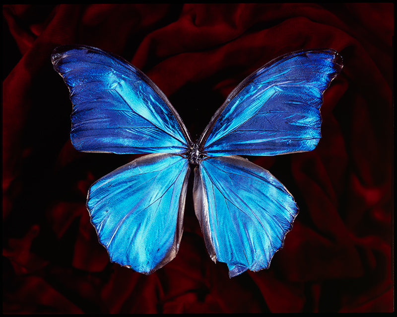 Endangered Beauty Blue Winged Butterfly in Vanitas Photography