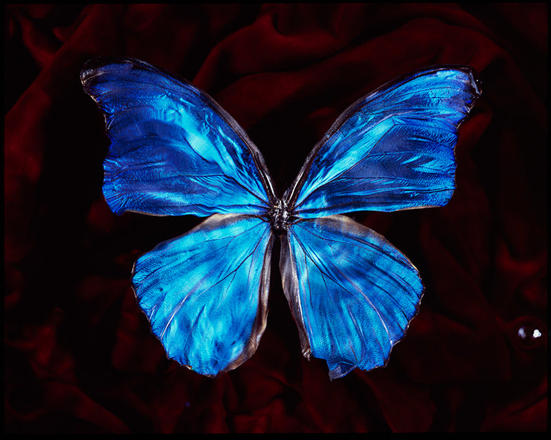 Underwater Symbolism Vanitas Art with Critically Endangered Butterfly