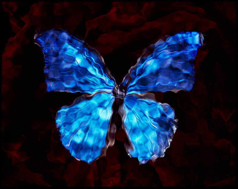 Underwater Elegance: Blue Winged Butterfly in Vanitas Photography